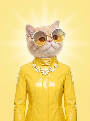 The Lemon Zest Mod Star - British Shorthair Pop Art Portrait | Fabled Paws