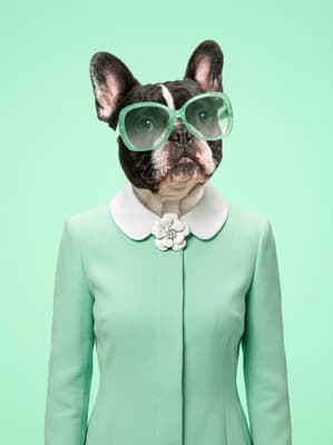 The Mint Camellia Visionary - French Bulldog Retro Portrait | Fabled Paws