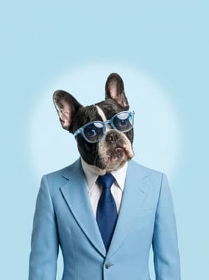 The Sky Blue Spectacle Strategist - French Bulldog Executive Portrait | Fabled Paws