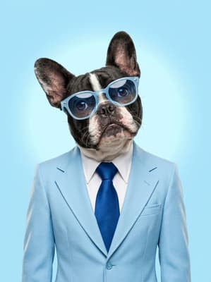 The Powder Blue Power Broker - French Bulldog Executive Portrait | Fabled Paws