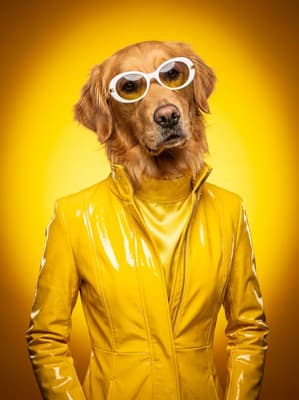 The Lemonade Vinyl Trendsetter - Golden Retriever Pop Art Portrait | Fabled Paws