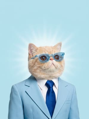 The Azure Spectacle Director - Persian Executive Portrait | Fabled Paws