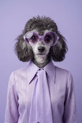 The Lavender Lurex Starlet - Poodle Pop Art Portrait | Fabled Paws