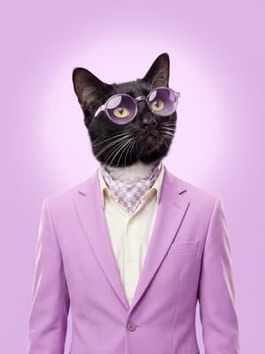 The Lavender Checkered Dandy - Tuxedo Cat Portrait Canvas | Fabled Paws